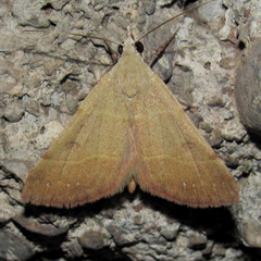 Hemeroplanis rectalis