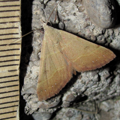 Hemeroplanis rectalis