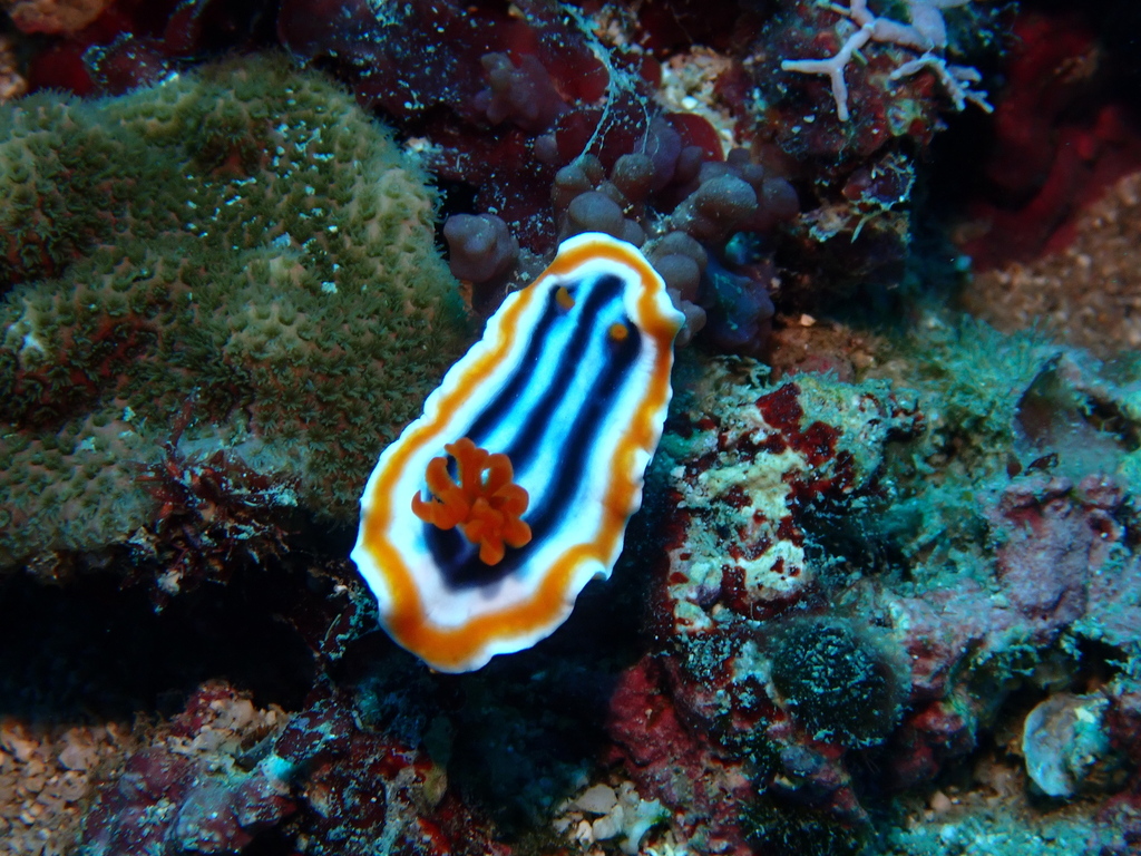Magnificent Chromodoris