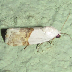 Ponometia elegantula