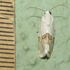 Ponometia elegantula