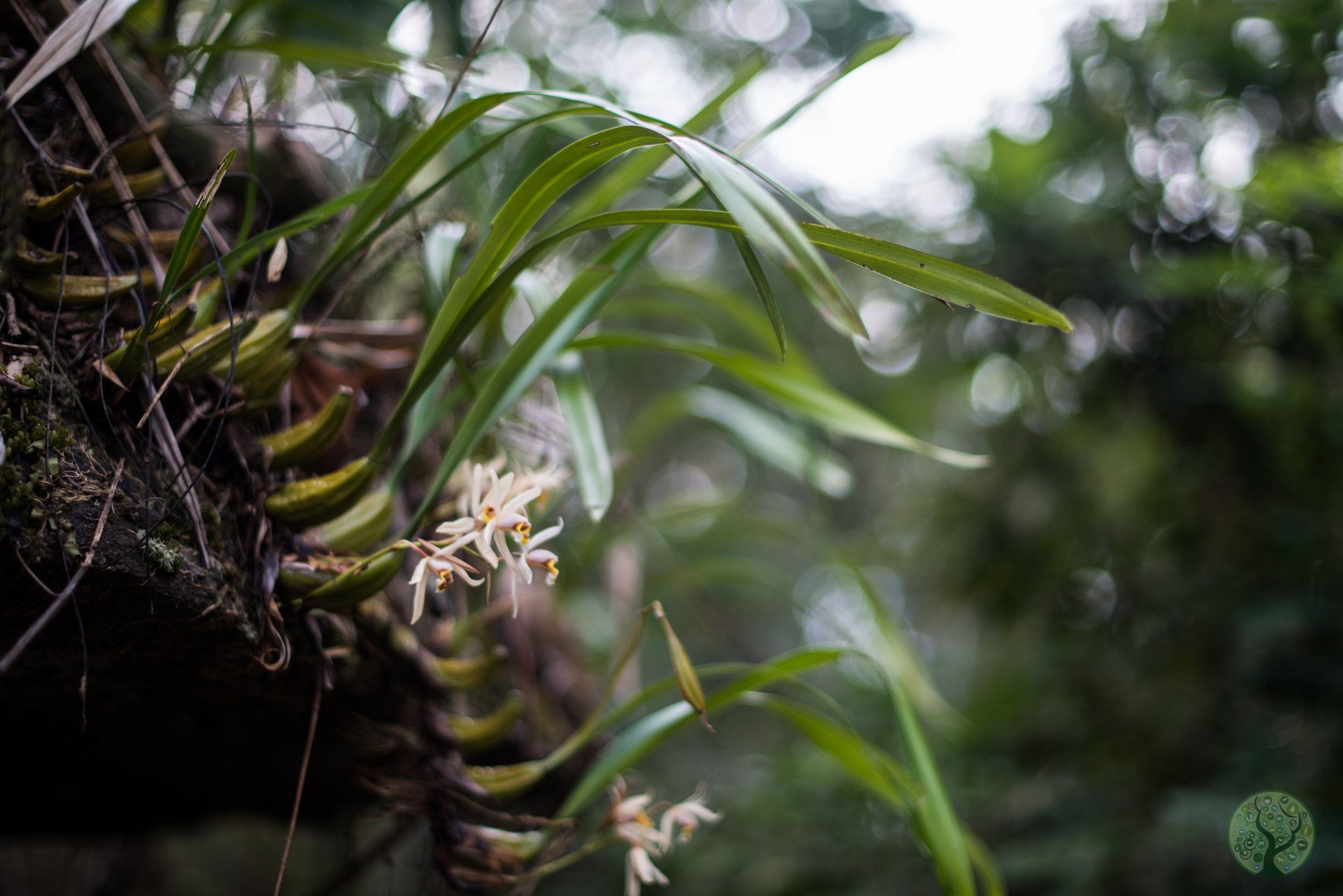 Imagem de Orquídea-cabeluda