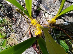 Maxillaria egertoniana