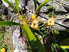 Maxillaria egertoniana