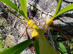 Maxillaria egertoniana