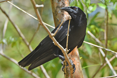 Corvus nasicus