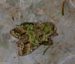 Oxoia smaragdiplena