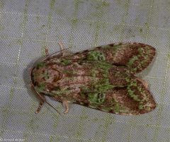 Oxoia smaragdiplena
