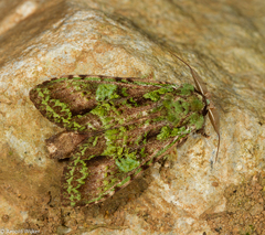 Oxoia smaragdiplena