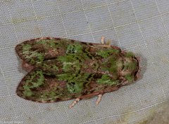Oxoia smaragdiplena