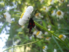 Zygaena