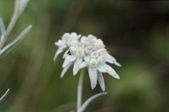 Leontopodium ochroleucum