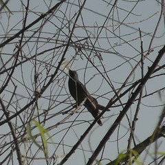 Molothrus bonariensis