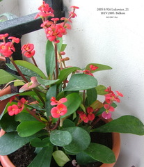 Euphorbia milii