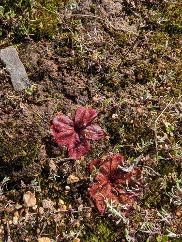 Drosera rosulata