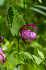 Cypripedium macranthos