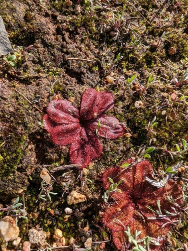 Drosera rosulata