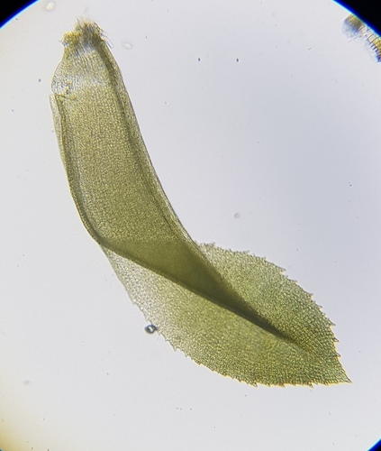 Image of Bent-Leaved Beard-Moss (Leptodontium flexifolium) by (c) Helen Waterman, some rights reserved (CC BY)