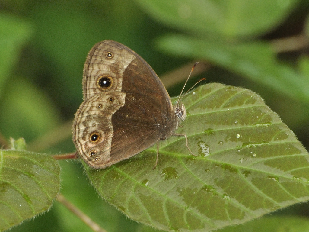 Chirinda Bush Brown