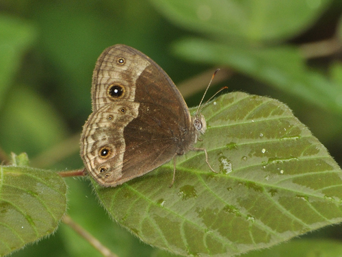 Chirinda Bush Brown