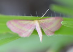 Leptostales laevitaria