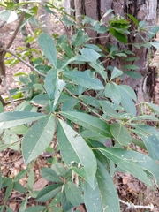 Symplocos tinctoria image