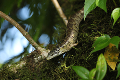 Chiszar's Arboreal Alligator Lizard photo 4