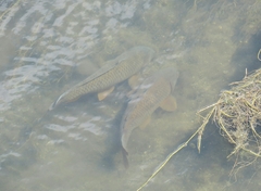 Cyprinus carpio