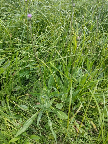 pichliač sivý (Cirsium canum)