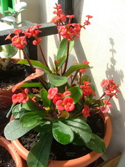 Euphorbia milii