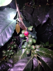 Coffea arabica image