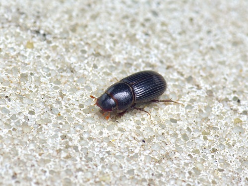 Ataenius platensis photo 3