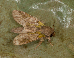 Syntypistis umbrosa