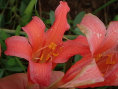 Cyrtanthus sanguineus