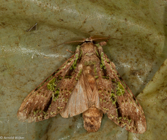 Oxoia viridipicta