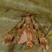 Oxoia viridipicta - Photo (c) Arnold Wijker,  זכויות יוצרים חלקיות (CC BY-NC), הועלה על ידי Arnold Wijker
