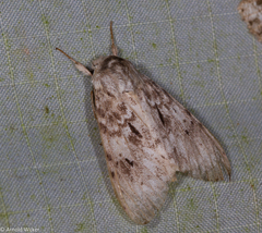 Lymantria subrosea