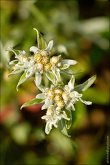 Leontopodium ochroleucum