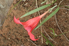 Cyrtanthus sanguineus