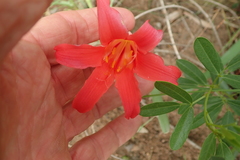 Cyrtanthus sanguineus