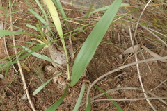 Cyrtanthus sanguineus