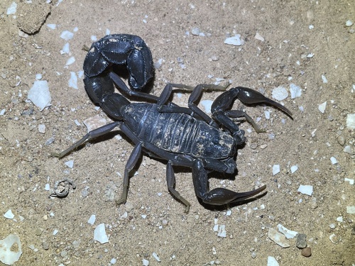 Androctonus gonneti/australis 専用 Ebony Fat-tailed Scorpion (Androctonus gonneti) · iNaturalist
