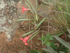 Cyrtanthus sanguineus