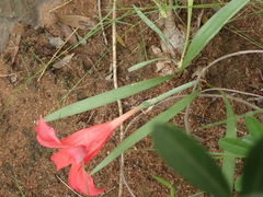 Cyrtanthus sanguineus