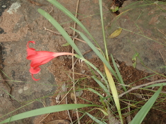 Cyrtanthus sanguineus