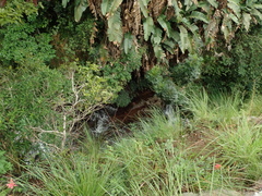 Cyrtanthus sanguineus