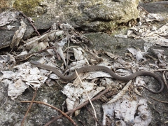 Nerodia sipedon insularum