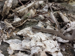 Nerodia sipedon insularum