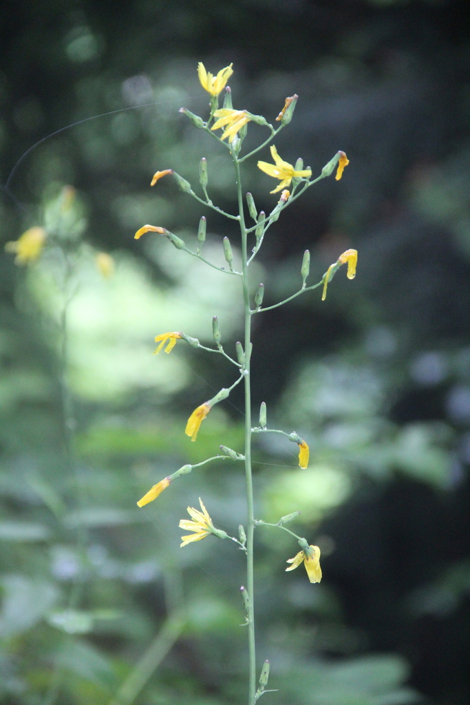 Cicerbita deltoidea