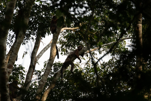 Semliki Red Colobus
